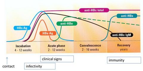 Panel VIDAS® Hepatitis | BioMérieux España